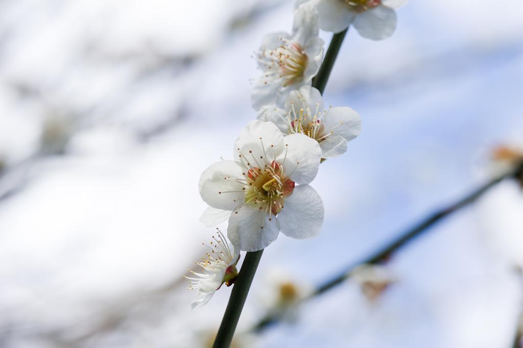 Yutouya Ryokan Toyooka  Zewnętrze zdjęcie